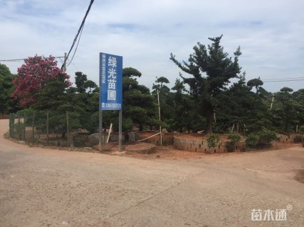 20公分造型罗汉松