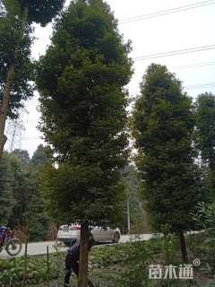 25公分金丝楠木