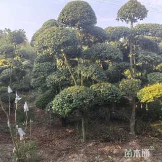8公分女贞