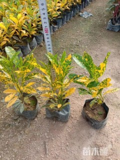 高度20厘米洒金变叶木