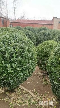 冠幅100厘米冬青球
