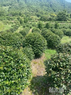 冠幅150厘米茶梅球