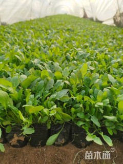 高度20厘米冰岛虞美人