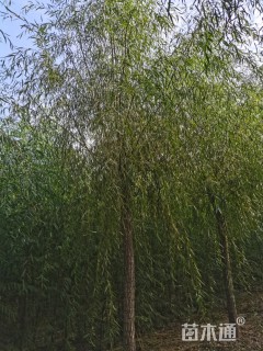 12公分西湖垂柳