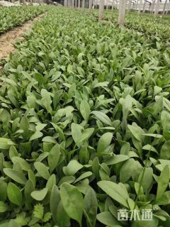 高度15厘米金鸡菊