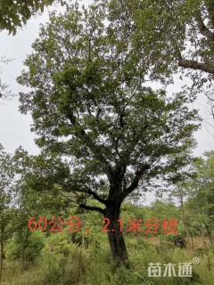 60公分朴树
