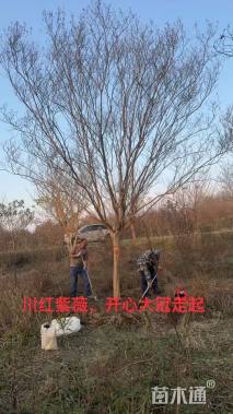 6公分紫薇
