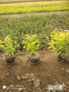 高度20厘米金山绣线菊
