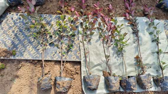 0.5公分紫叶矮樱