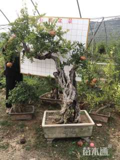 高度300厘米石榴