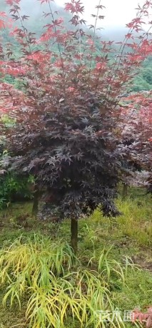 高度300厘米三季红红枫