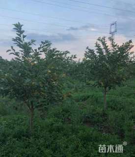 10公分早樱