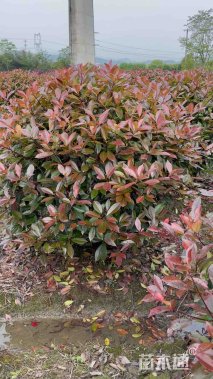 冠幅150厘米红叶石楠球