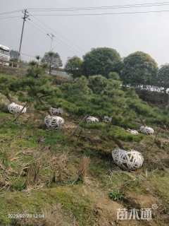 12公分造型黑松
