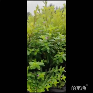 高度35厘米春鹃
