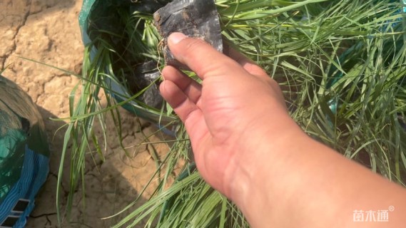 高度40厘米矮蒲苇