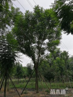 25公分蓝花楹