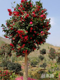 高度10厘米茶花