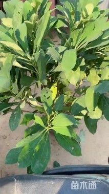 高度120厘米结香