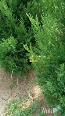 高度55厘米圆柏