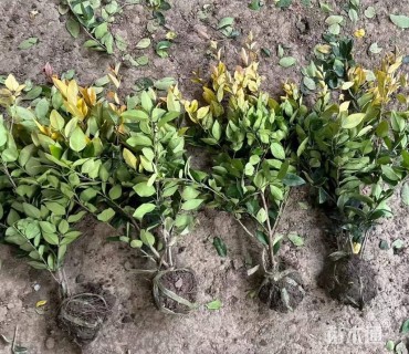 高度50厘米金森女贞