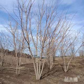 高度300厘米丛生元宝枫