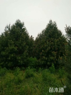 高度500厘米白皮松