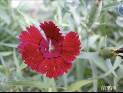 高度15厘米常夏石竹