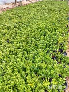 高度10厘米佛甲草