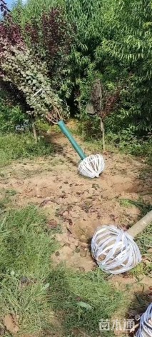 高度200厘米红叶榆叶梅