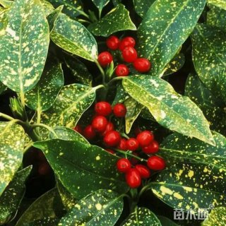 高度35厘米桃叶珊瑚小苗