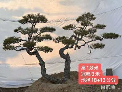 20公分造型赤松