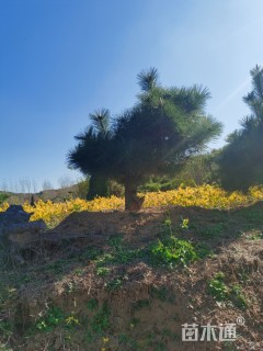 10公分造型黑松