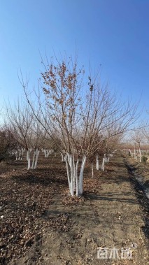 高度500厘米丛生五角枫