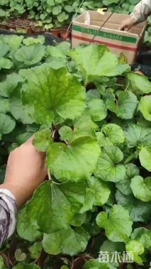 高度25厘米大吴风草