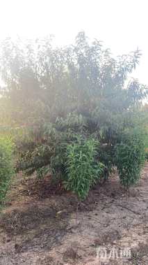 11公分碧桃