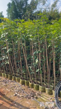 3公分紫花风铃木