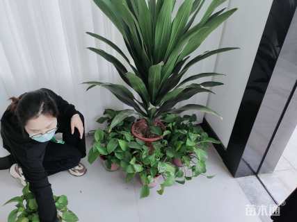 15公分香樟