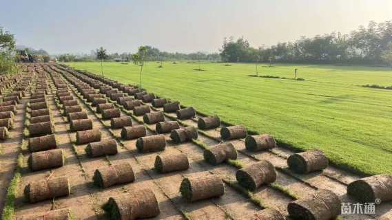 草卷状百慕大草