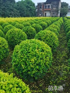 高度120厘米变色女贞