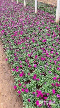 高度22厘米垂钓牵牛