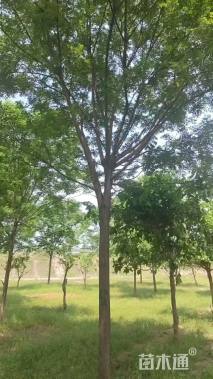 17公分国槐