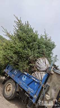 高度200厘米青海云杉