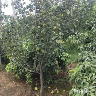 4公分梨树