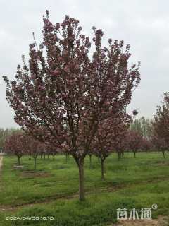 12公分日本晚樱