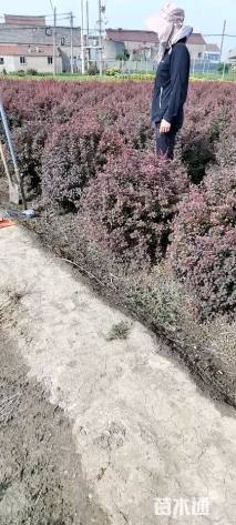 冠幅130厘米紫叶小檗球