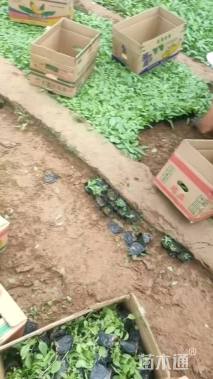 高度30厘米鼠尾草