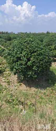 冠幅200厘米无刺枸骨球
