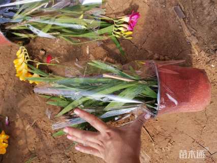 高度30厘米小苍兰