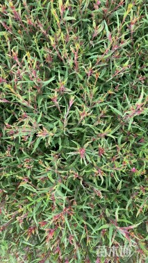 高度20厘米千鸟花